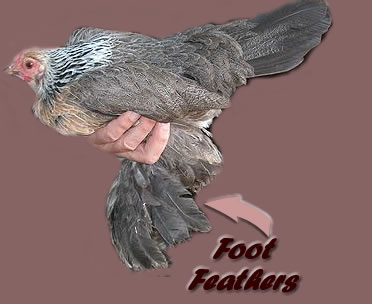 Foot Feathers