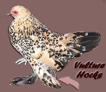 Vulture Hocks