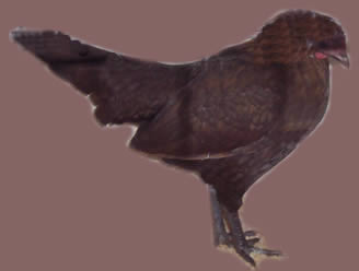 Australian Pit Game Bantam - brown red