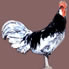 Blue Andalusian- Click to Enlarge