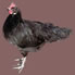 Black Andalusian- Click to Enlarge