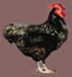 Black Australorp- Click to Enlarge