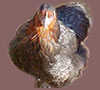 ER- Birchen based: Click to Enlarge