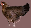 eb - Brown based : Click to Enlarge