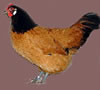 Vorwerk Female