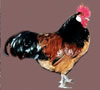 Vorwerk Male