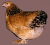 Columbian -Click to Enlarge
