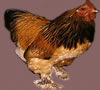 Columbian -Click to Enlarge