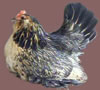 Quail female