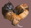 Quail male