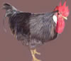 non laced BLue male - Click to Enlarge