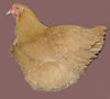 Buff Orpington -Click to Enlarge