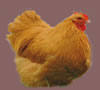 Buff Orpington -Click to Enlarge