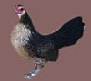 Brassy Back hen