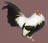 Silver Duckwing- wildtype S