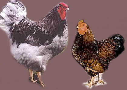 Large Wyandotte and Bantam Wyandotte