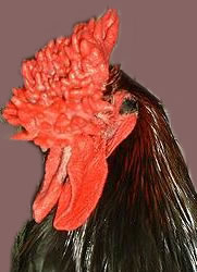 Redcap -modified Rose Comb