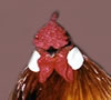 Rose Comb- Click to enlarge