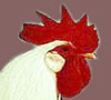 Single Comb- click to enlarge
