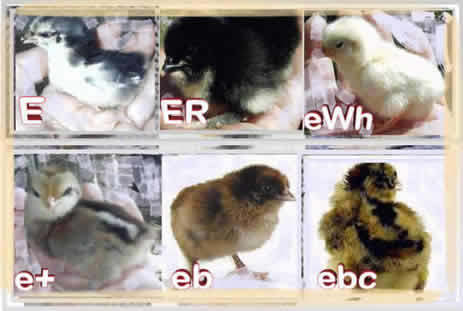 E Locus - chicken down