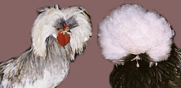 Crested
