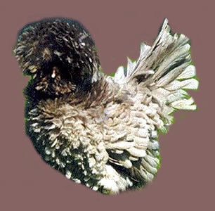 Frizzle feathered