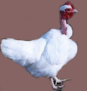 Heterozygous Naked Neck