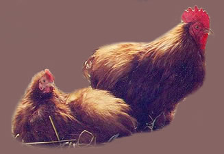 Silkie feathered