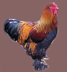 B - Brahma foot feathers