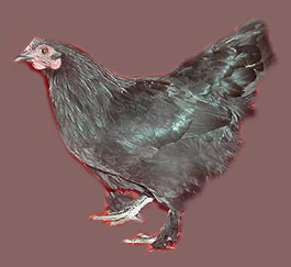 L- Langshan foot feathers