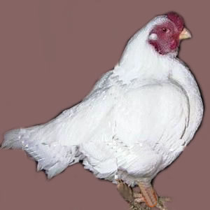 Short-legged, Cornish Lethal gene
