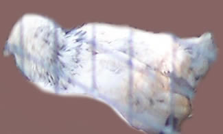 s+ - gold diluted pullet