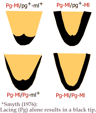 eb Co Pg Ml patterns 