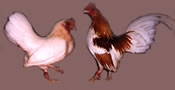 Dominant White - I - Click to Enlarge