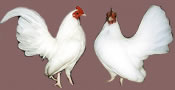 Recessive White- c -Click to Enlarge