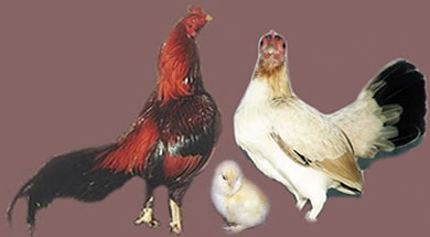 Wheaten eWh Adult Plumage 