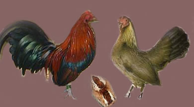 Wild type - e+ Adult Plumage