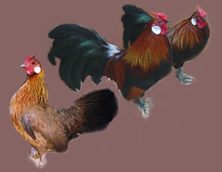 Black Breasted Red- Partridge Rosecombs