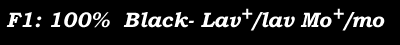 100 percent Black Lav+/lav Mo+/mo