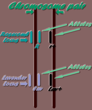 Genetics Terms