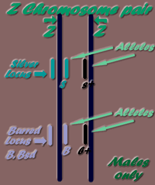 Male sex Chromosomes- Z