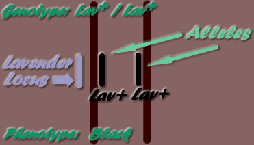 Lav+ / Lav+