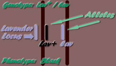 Lav+ / lav