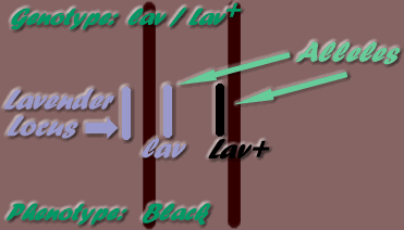 lav /Lav+
