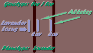 lav / lav
