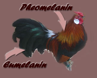 Pheomelanin /Eumelanin areas