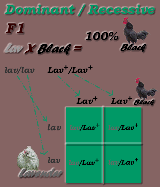 Dominant / Recessive Inheritance Mode: F1