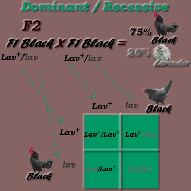 Dominant / Recessive Inheritance Mode: F2 generation
