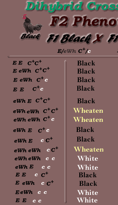 recessive epistasis1