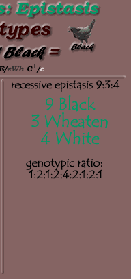 recessive epistasis